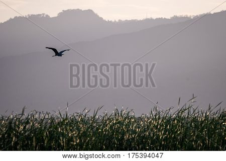Flying Bird Over Reeds Of Jipe Lake, Kenya