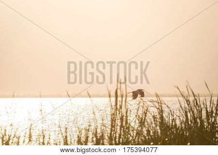 Flying Bird Over Reeds Of Jipe Lake, Kenya