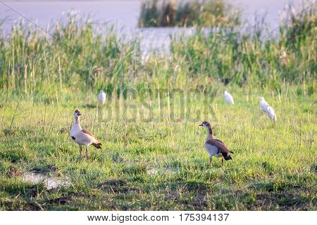 Couple Of Egyptian Goose By Jipe Lake, Kenya, Africa