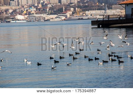 Birds Swim Calmly On The Sea Surface
