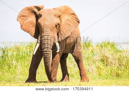Elephant In Kenya, Africa