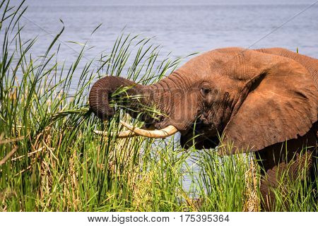 Elephant In Kenya, Africa