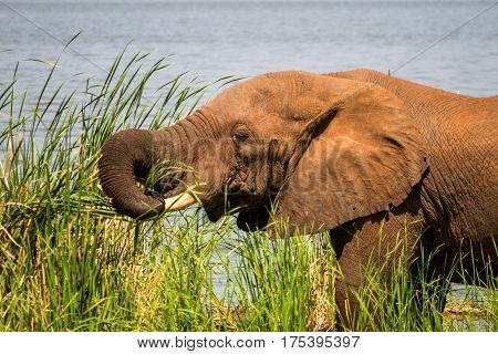 Elephant In Kenya, Africa