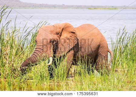 Elephant In Kenya, Africa