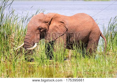 Elephant In Kenya, Africa