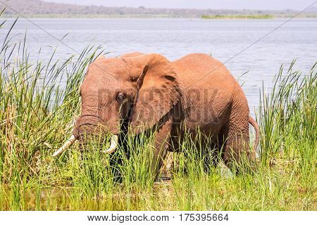Elephant In Kenya, Africa