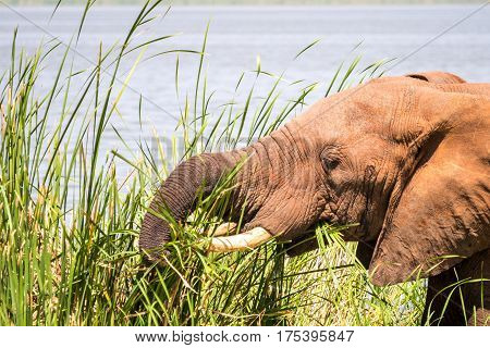 Elephant In Kenya, Africa