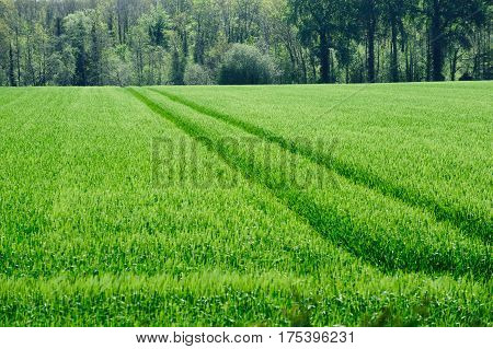 Beautiful Green fields on a spring time in Co. Kildare Ireland