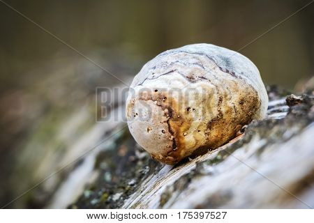 Piptoporus Betulinus - Woodsfailing, Edible, Healthful Mushroom