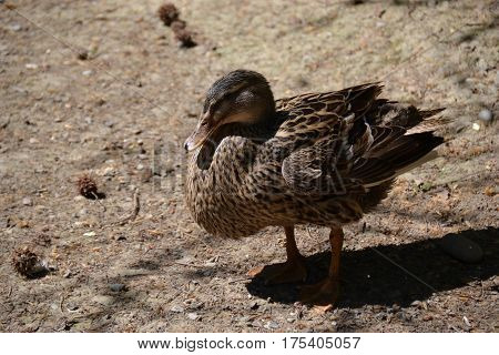 The brown duck stands on the shore of the pond