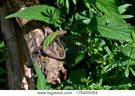 A green lizard sits on a branch