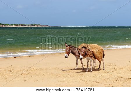 Donkey being used for a transportation of sand on the Lamu archipelago standing on the beach Kenya