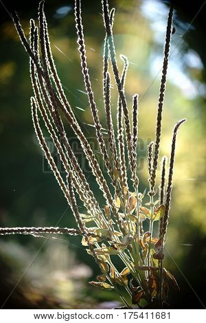 The side profile and the close-up of the dried-up flower of the american vervain Verbena Hastata in the backlight