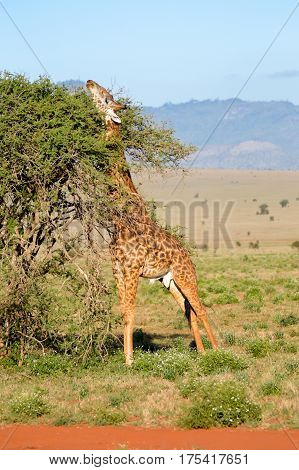 Giraffe restores itself in the branches of an acacias in the park of Tsavo West in Kenya