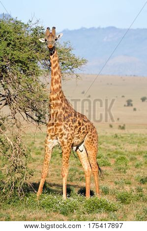 Giraffe restores itself in the branches of an acacias in the park of Tsavo West in Kenya