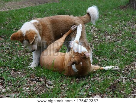 Cute puppies enjoying and playing in public park