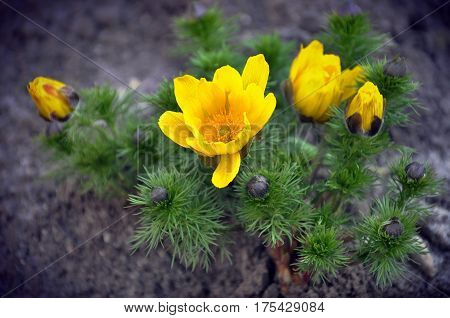 Pulsatilla in bloom yellow flowers in spring