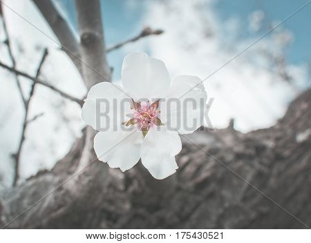 Blossoming Almond Trees