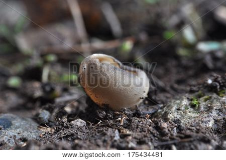 Black Mushroom Cup Fungi, Helvella leucomelaena, little mushroom cup