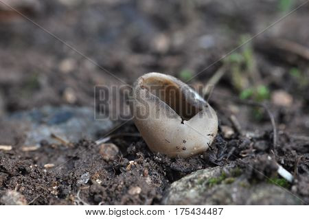 Black Mushroom Cup Fungi,Helvella leucomelaena, little mushroom cup