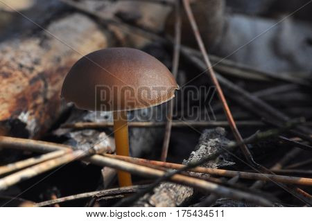 Strobilurus tenacellus, little mushroom growing in a pine forest in the spring