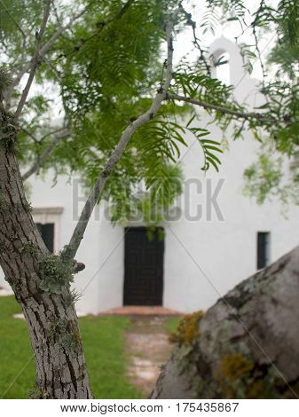 Detail of a mesquite tree with a Spanish mission church in the background at Goliad State Park and Historic Site in Goliad Texas.