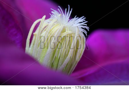 Clematis