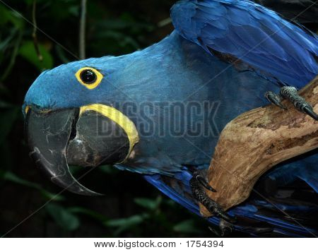 Blueparrot