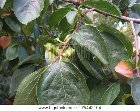 Ripening persimmon (maturing persimmon) on the persimmon tree