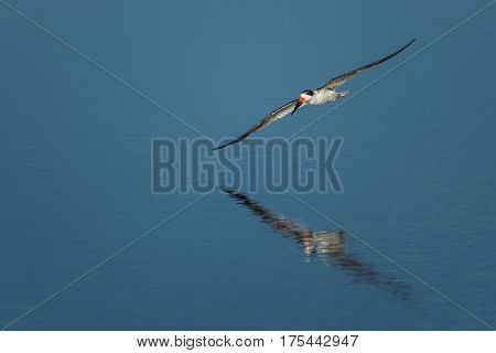 Black skimmer (Rynchops niger) Skimming. Wildlife scene from Florida, USA.