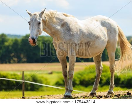Majestic graceful white horse in meadow field. Tranquil countryside scene.