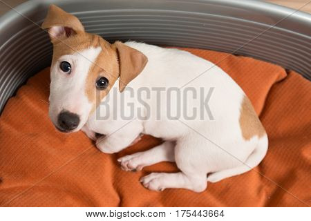 Little Cute Jack Russell Terrier Lying Calm on Luxury Dog Bed