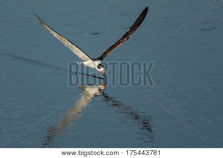 Black skimmer (Rynchops niger) Skimming. Wildlife scene from Florida, USA.