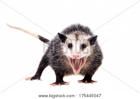 The Virginia or North American opossum, Didelphis virginiana, isolated on white background