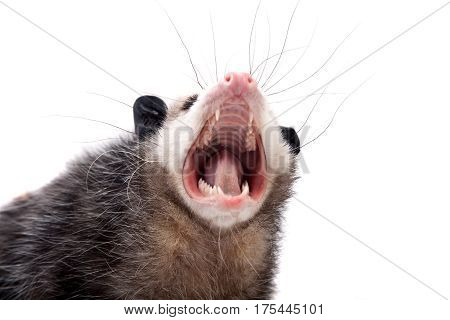 The Virginia or North American opossum, Didelphis virginiana, isolated on white background