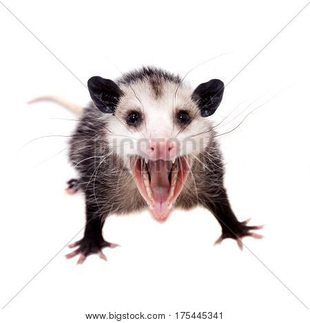 The Virginia or North American opossum, Didelphis virginiana, isolated on white background