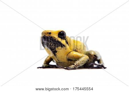 Black-legged poison frog, Phyllobates bicolor, on white, on white background.