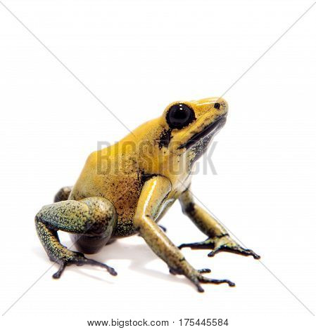 Black-legged poison frog, Phyllobates bicolor, on white, on white background.