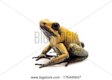 Black-legged poison frog, Phyllobates bicolor, on white, on white background.