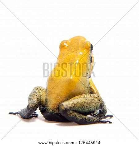 Black-legged poison frog, Phyllobates bicolor, on white, on white background.