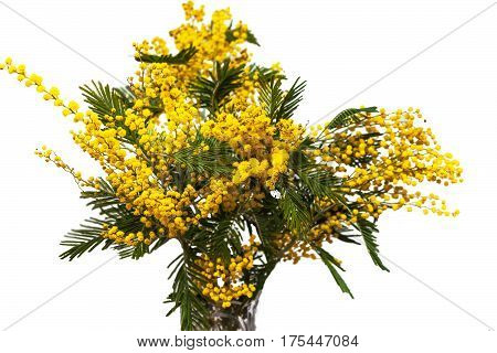 Mimosa close-up. Fluffy round inflorescences. Isolated on white background.