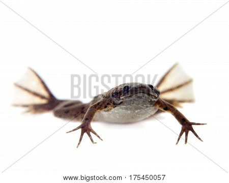 Carvalho's Surinam toad, Pipa carvalhoi, isolated on white background