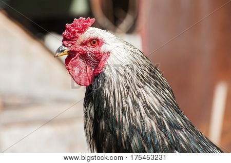 Head and neck of black and white rooster closeup
