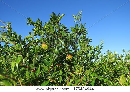 Ripening granet (maturing pomegranate) on the pomegranate tree