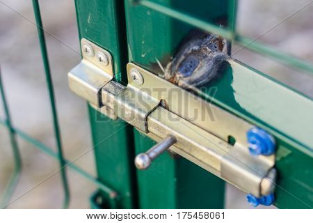 Yellow Lock On Green Door. Grid Door. Fence Around The Garden.