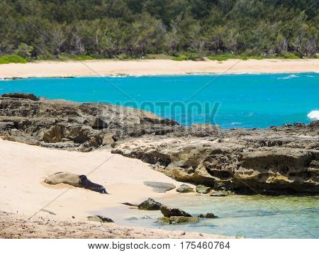Hawaiian monk seal mom and pup on the beach