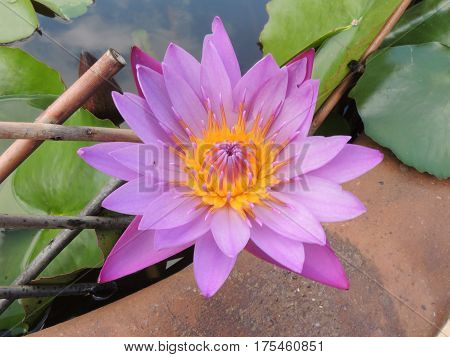 purple water lily in a ceramic jar
