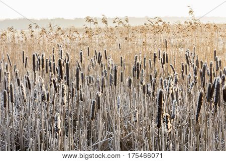 Bulrush in wintertime with snow ice and reed in National Park De Weerribben-Wieden in The Netherlands.
