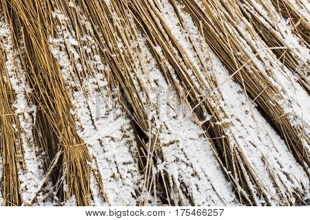 Cane Cultivation in Giethoorn in wintertime in National Park Weerribben-Wieden.