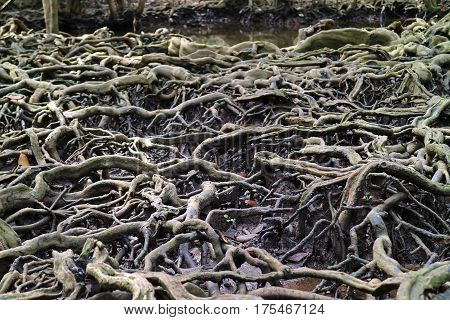 Amazing Mangrove Forest Tree Roots in Trat Province, Thailand